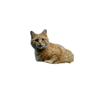 Cute Ginger Cat Sitting On Stone Wall Against Aged Wooden House At Dusk. 15892 - Cat PNG image with transparent background